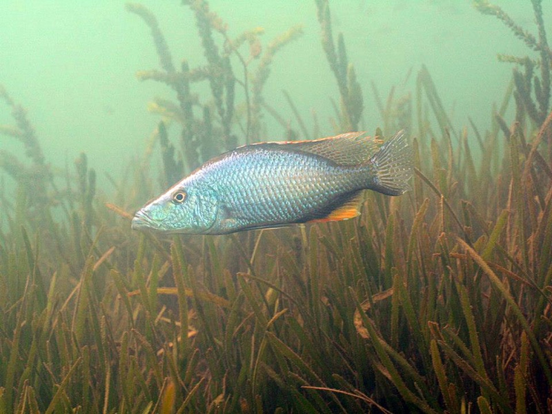 Dimidiochromis compressiceps 'Chiofu'